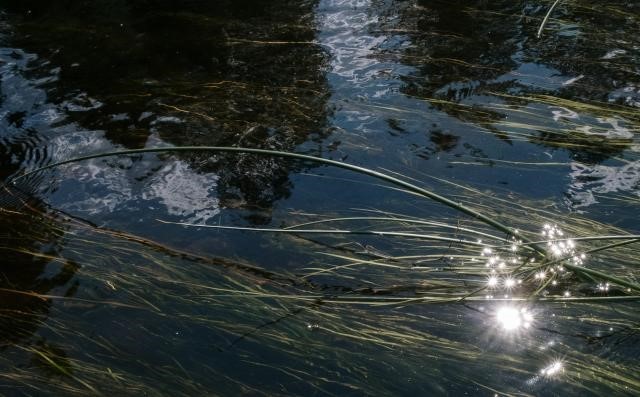 Bericht Waterschap onderzoekt visstand in het Oostvoornse Meer bekijken